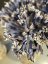 Decoration - celulose flowers