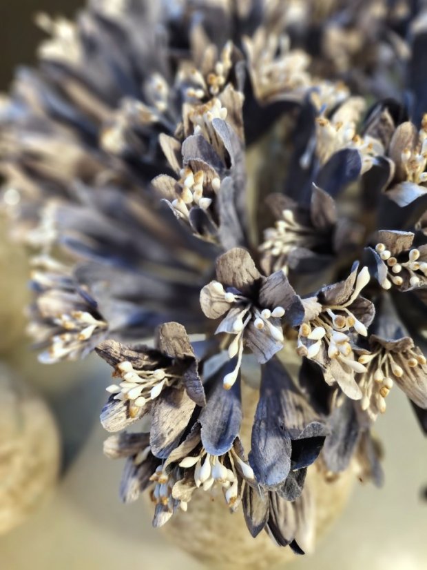 Decoration - celulose flowers